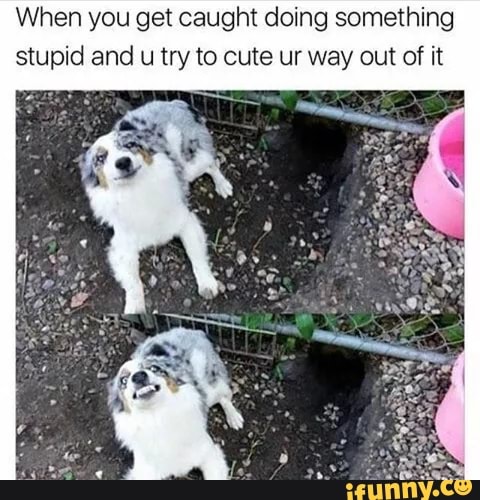 When you get caught doing something stupid and u try to cute ur way out of it