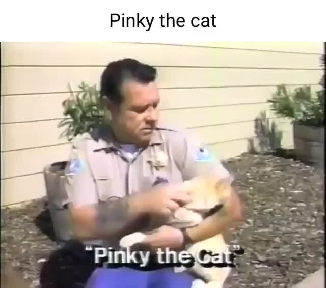 Pinky the cat video
