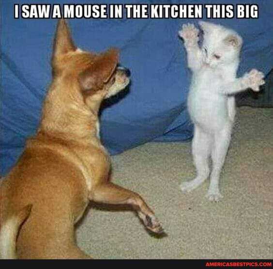 SAW A MOUSE IN THE KITCHEN THIS BIG