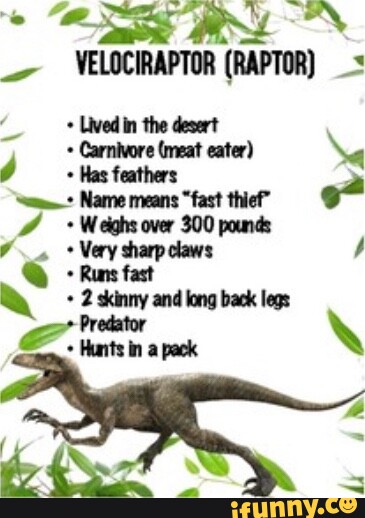 YELOCIRAPTOR (RAPTOR) Lived in the desert Carnivore (meat eater) \e Has ...