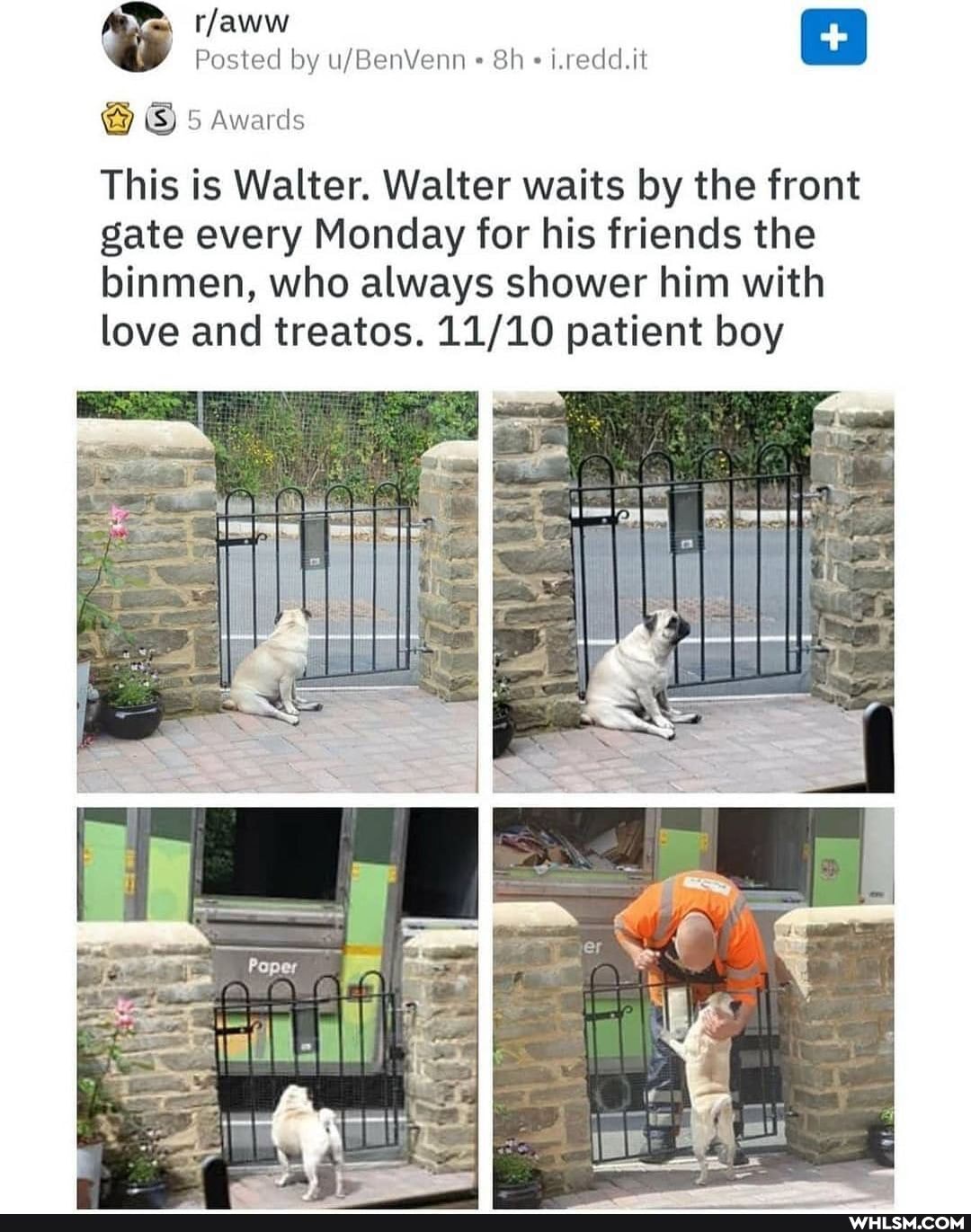Posted by Sh i.redd.it
rlaww
@ 5 Awards
This is Walter. Walter waits by the front gate every Monday for his friends the binmen, who always shower him with love and treatos. patient boy