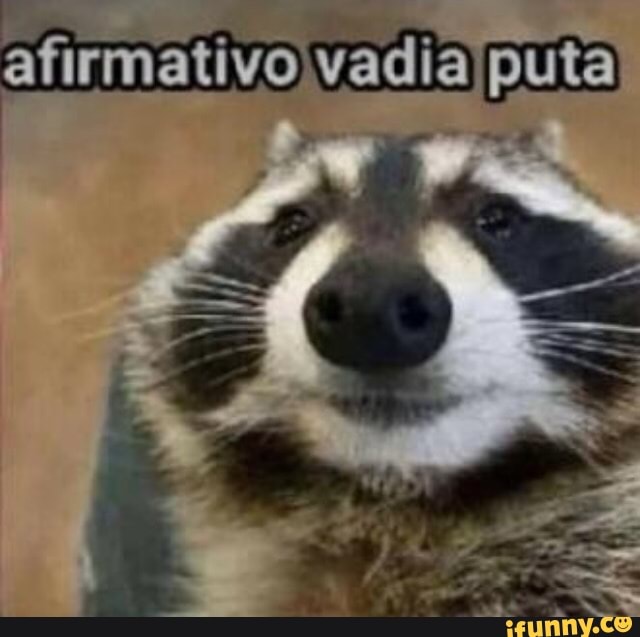 shitpostbr, zueira