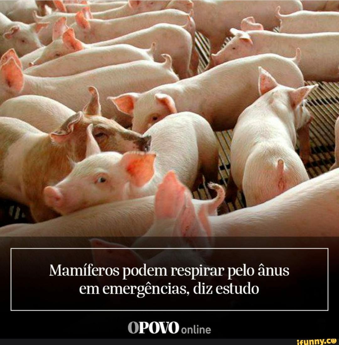 Mamíferos podem respirar pelo ânus em emergências, diz estudo
OPOVO online