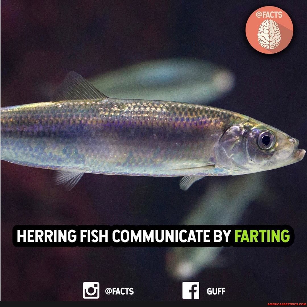 HERRING FISH COMMUNICATE BY FARTING
@FACTS cur