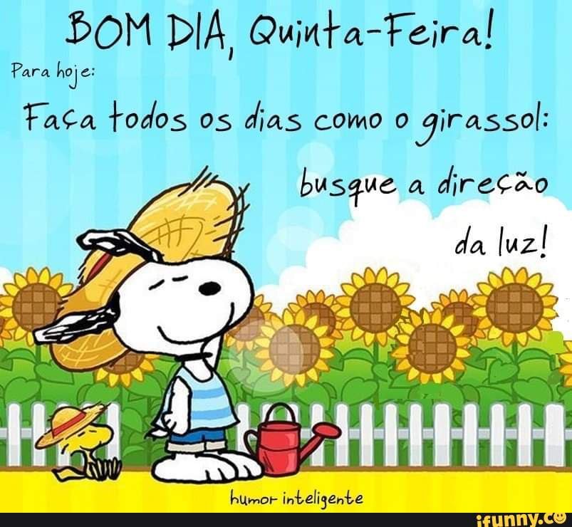 BOM DIA, Quinta-Feira! Para hoje: Faça todos os dias como girassol: busque  a direção da luz! humor inteligente - iFunny Brazil