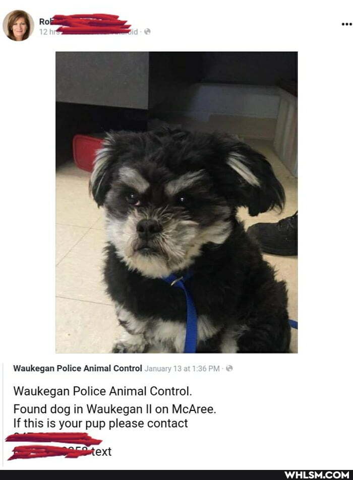 Waukegan Police Animal Control
Waukegan Police Animal Control.
Found dog in Waukegan II on McAree.
If this is your pup please contact