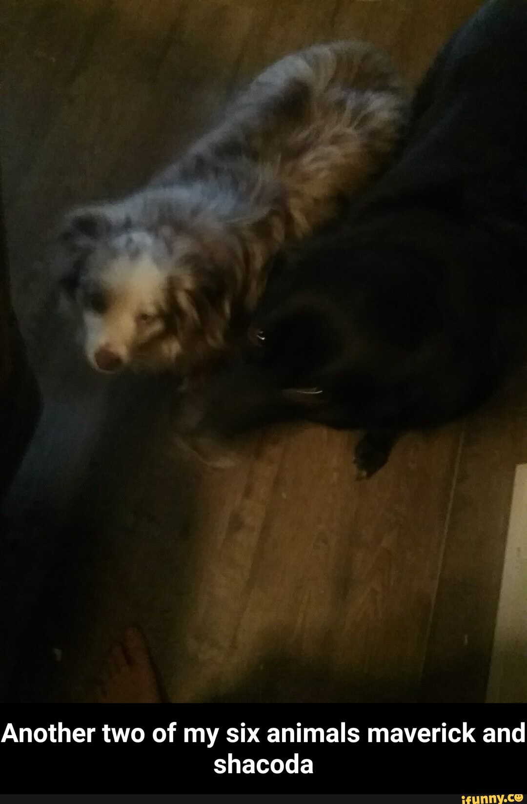 Another two of my six animals maverick and
shacoda - Another two of my six animals maverick and shacoda