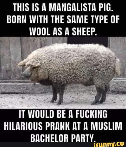 THIS IS A MANGALISTA PIG.
BORN WITH THE SAME TYPE OF
WOOL AS A SHEEP.
IT WOULD
BE A FUCKING
HILARIOUS PRANK AT A MUSLIM