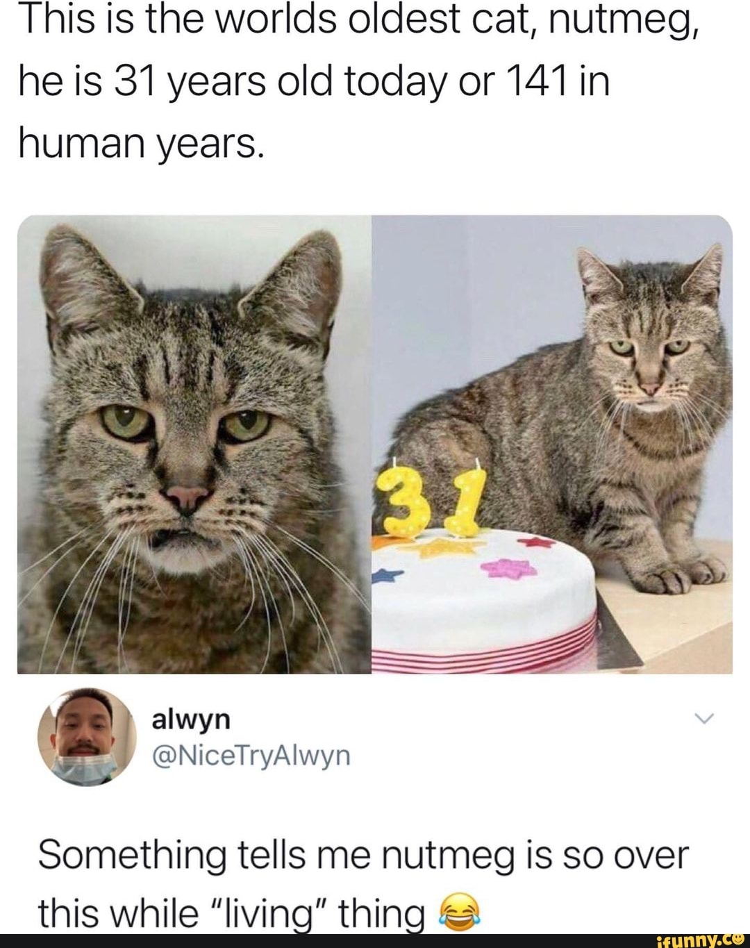 This is the worlds oldest cat, nutmeg, he is 31 years old today or 141