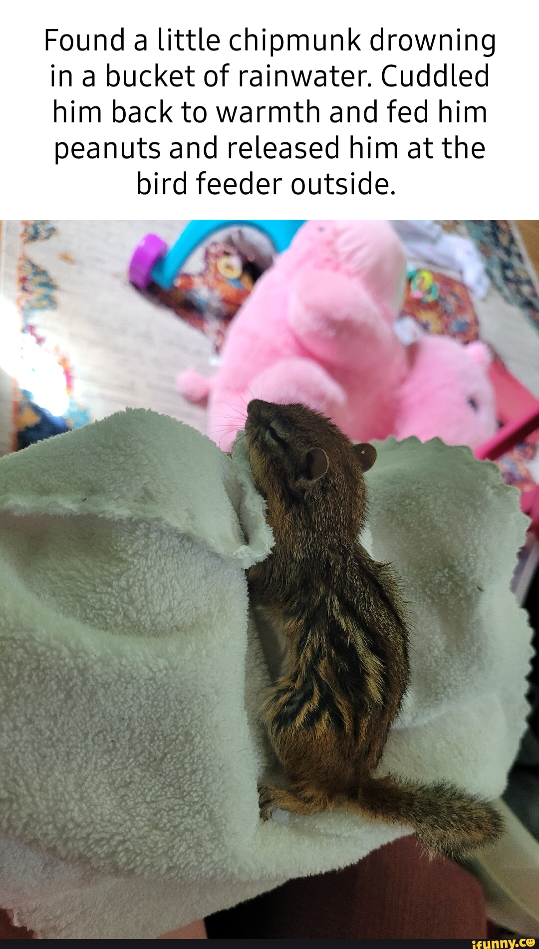 Chipmunk memes. Best Collection of funny Chipmunk pictures on iFunny