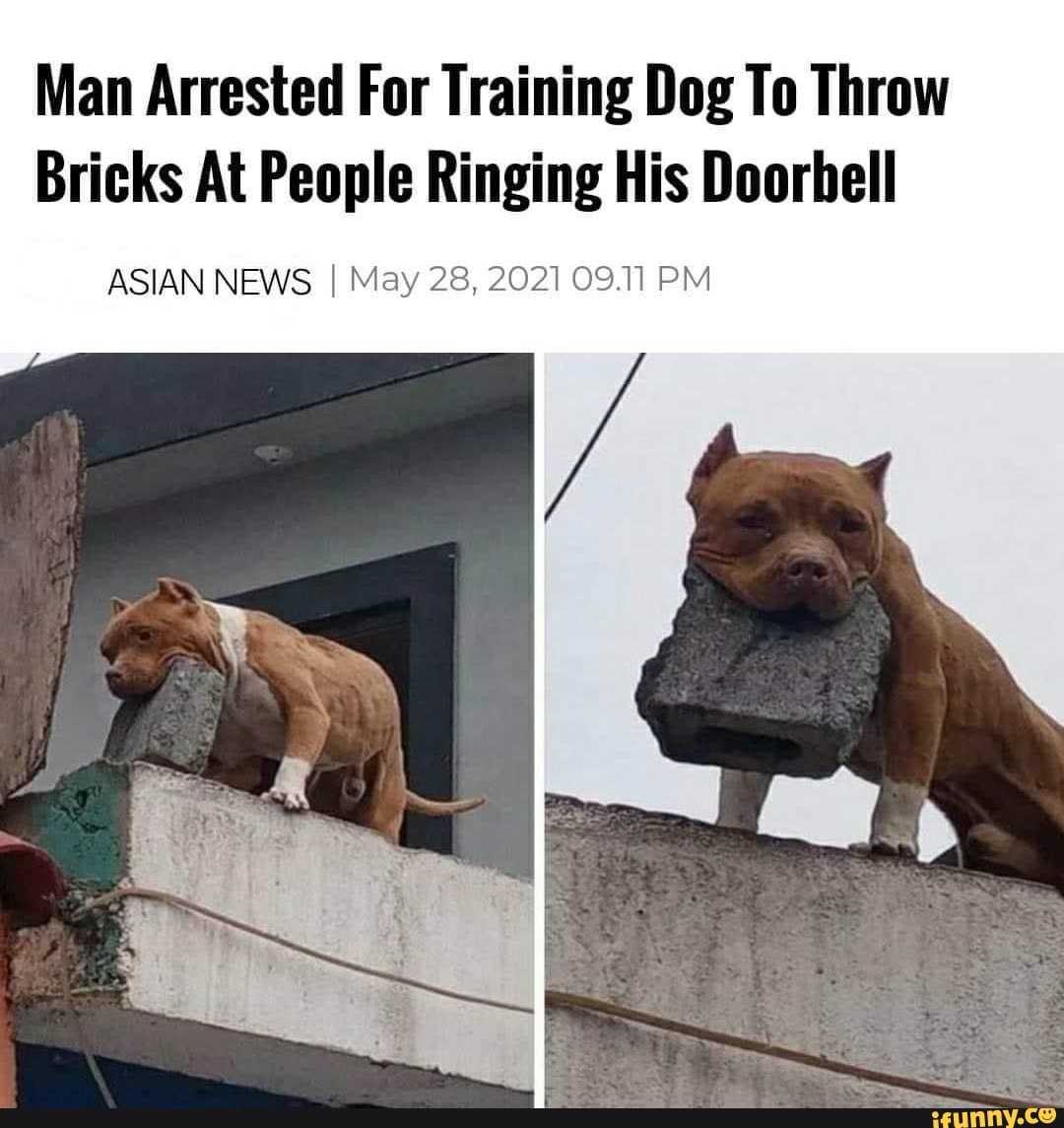 Man Arrested For Training Dog To Throw Bricks At People Ringing His