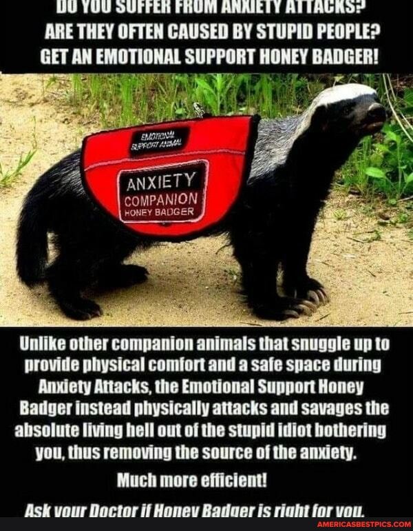 BU TUU OUFFEn FRUM ANAIELY ALIAGROoY ARE THEY OFTEN CAUSED BY STUPID PEOPLE?
GET AN EMOTIONAL SUPPORT HONEY BADGER!
ANXIETY COMPANION
HONEY BADGER
Unlike other companion animals that snuggle up to provide physical comfort and a safe space during
Anxiety Attacks, the Emotional Support Honey
Badger instead physically attacks and savages the absolute living hell out of the stupid idiot bothering you, thus removing the source of the anxiety.
Much more efficient!