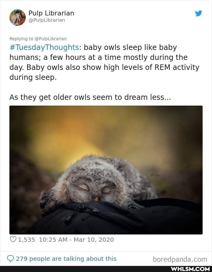 Pulp Librarian
@PulpLibrarian
Replying
te
#TuescdayThoughts: baby owls sleep like baby humans; a few hours at time mostly during the day. Baby owls also show high levels of REM activity during sleep.
As they get older owls seem to dream less...
AM - Mar 2020