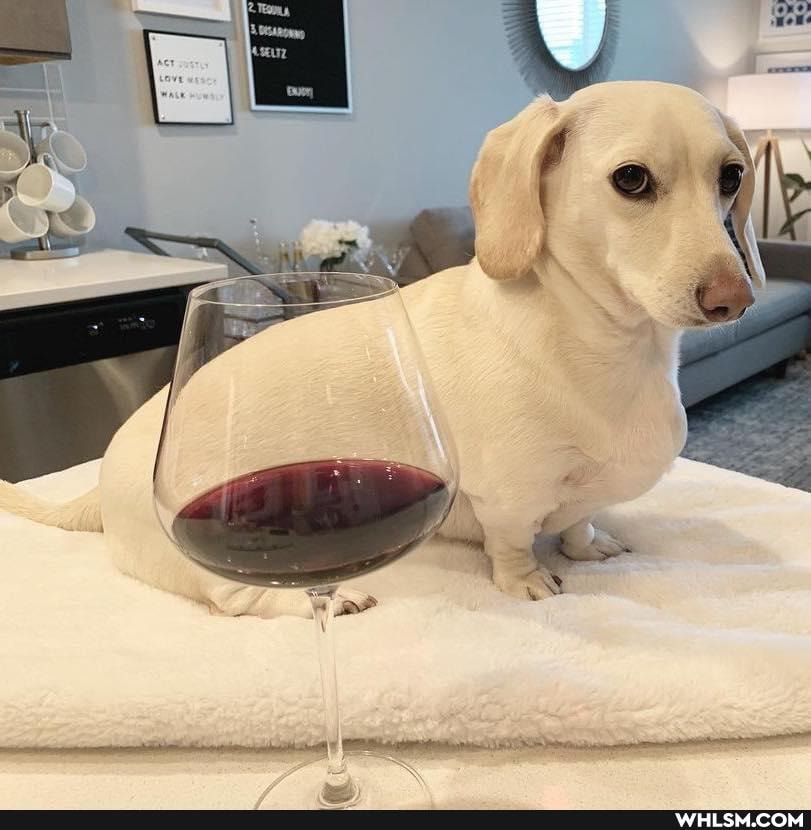 funny, dog