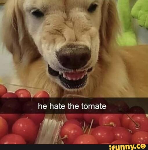 he hate the tomate
