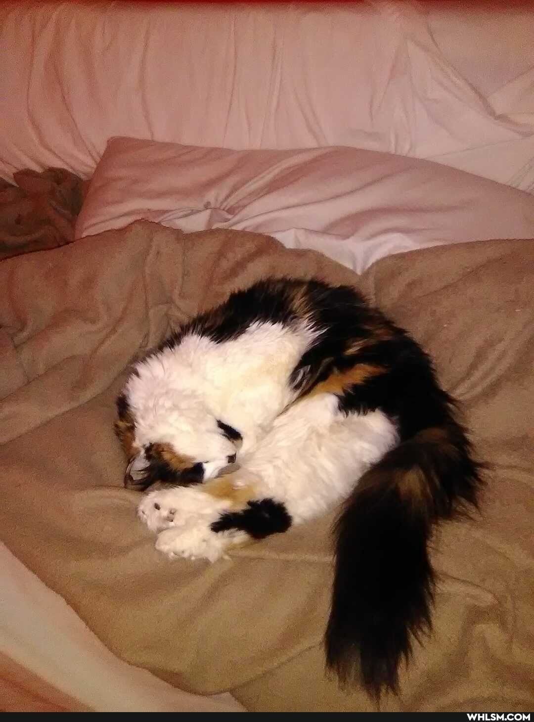 cats, kittens