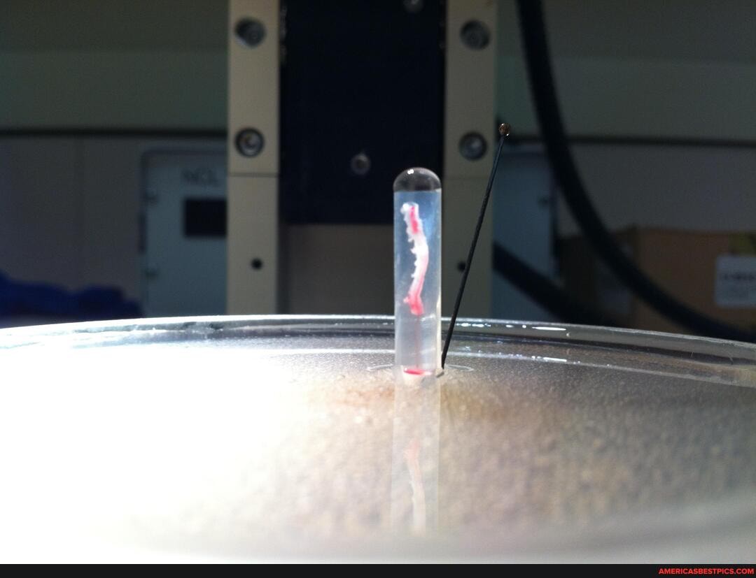 mouse, aorta, floating, water, picture, took, doing, research, undergr
