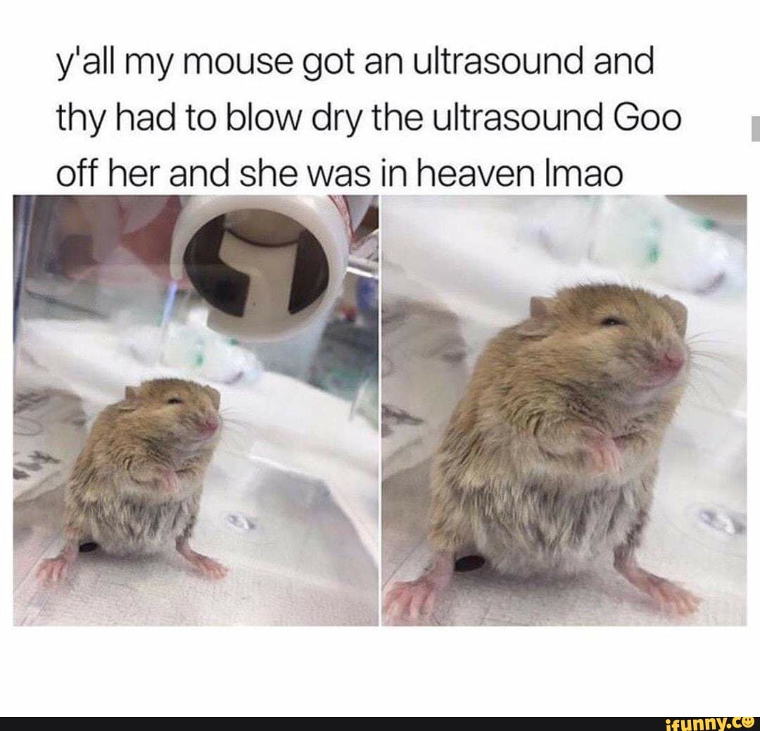 y'all my mouse got an ultrasound and
thy had to blow dry the ultrasound Goo
off her and she was in heaven Imao
