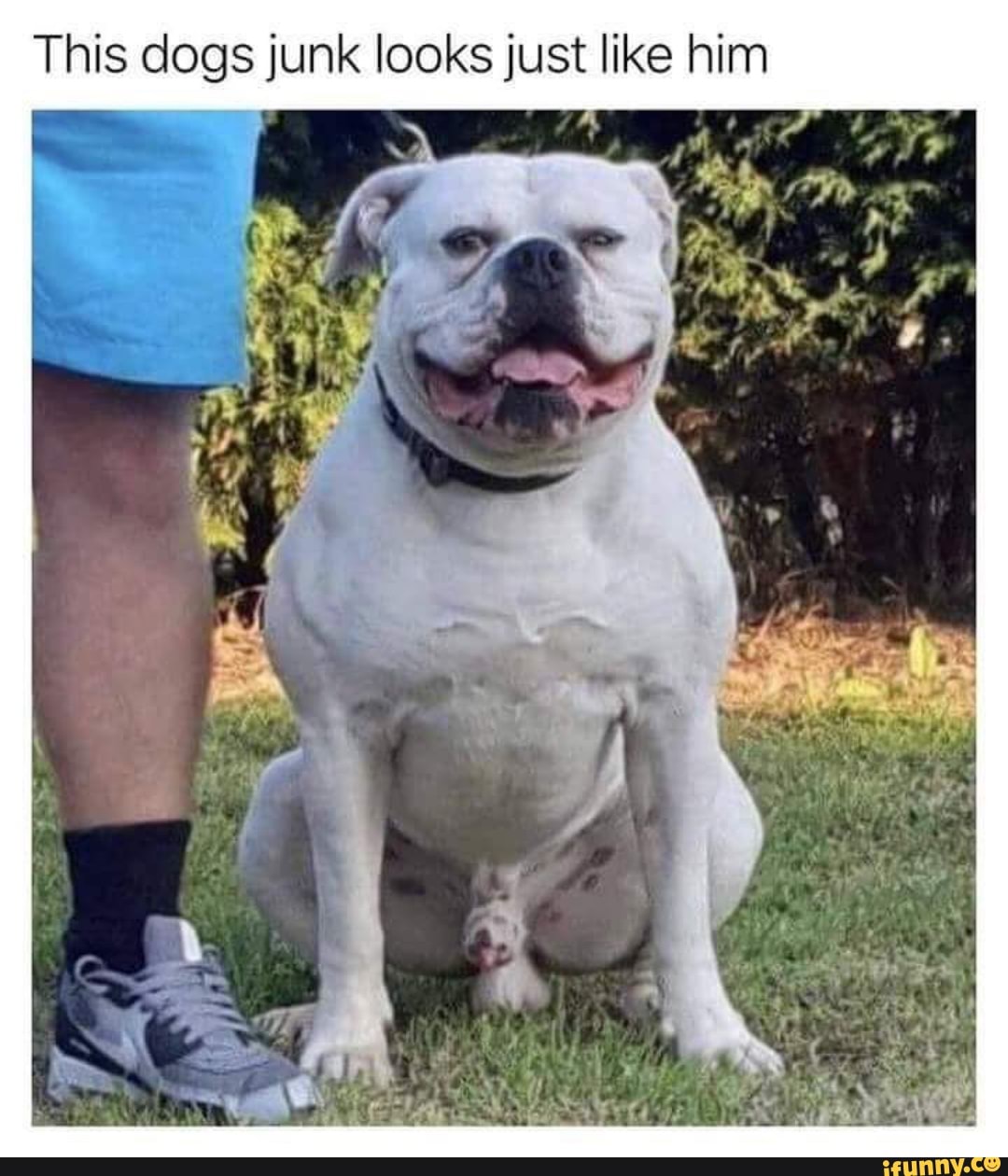 This dogs junk looks just like him - iFunny