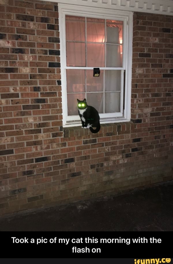 Took a pic of my cat this morning with the
flash on - Took a pic of my cat this morning with the flash on