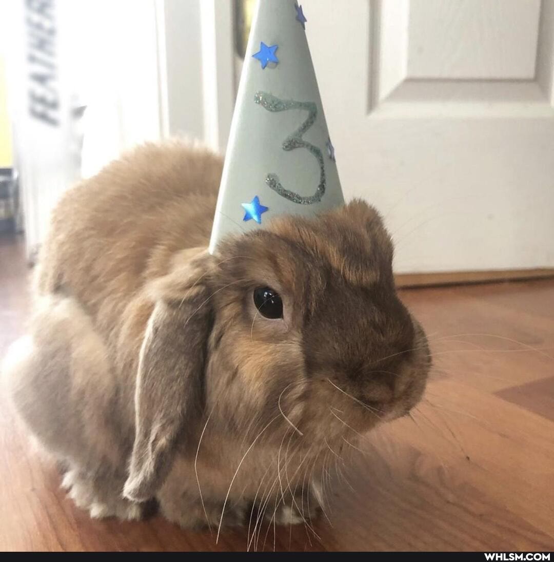 aww, bunny, cute_animal