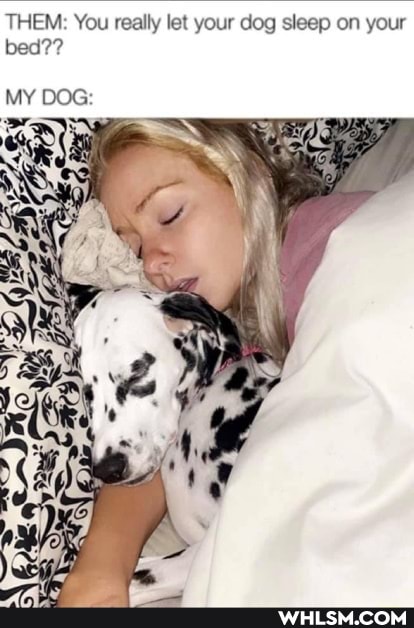 HEM You really let your dog sleep on your bed??
MY DOG