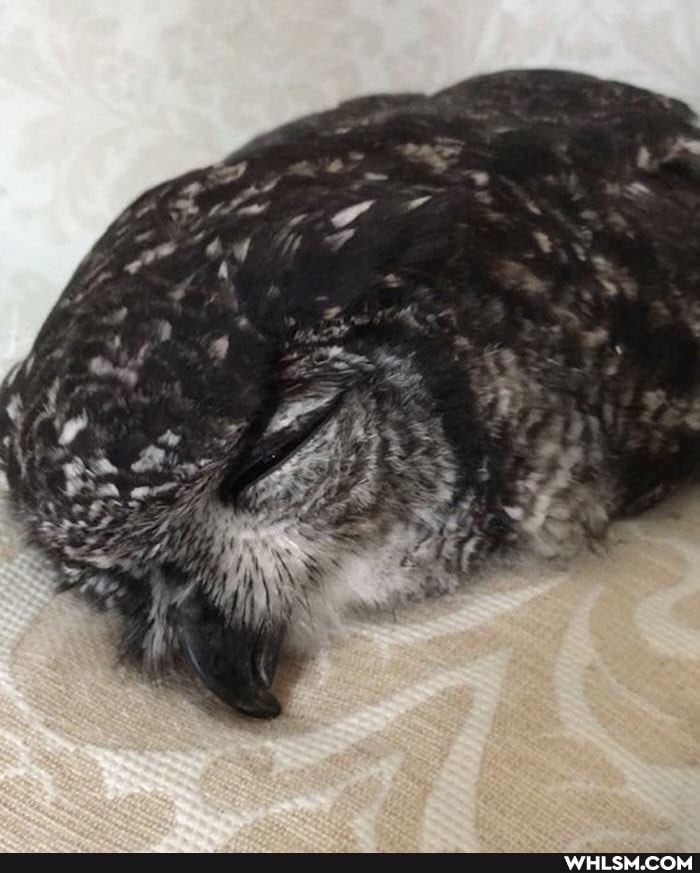 nature, owl, baby_animals