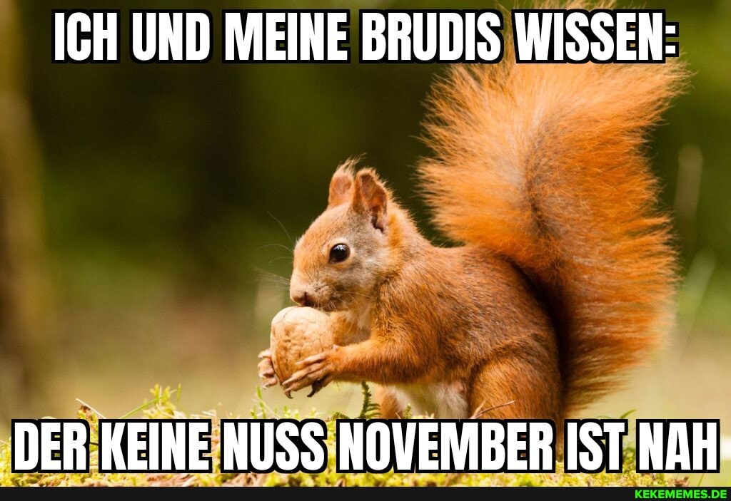 ICH UND MEINE BRUDIS WISSEN:
DER KEINE NUSS NOVEMBER IST NAH-