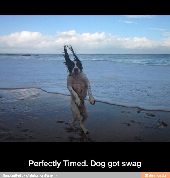 Perfectly Timed. Dog got swag - Perfectly Timed. Dog got swag