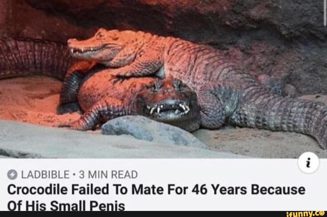 LADBIBLE 3 MIN READ
Crocodile Failed To Mate For 46 Years Because
all
Peni