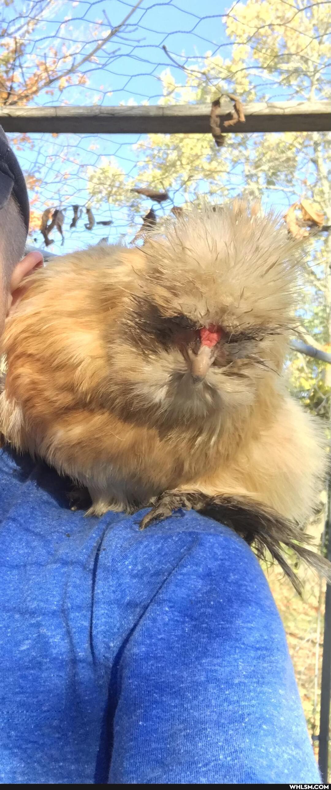 silkie, chicken, loves, sit, shoulder