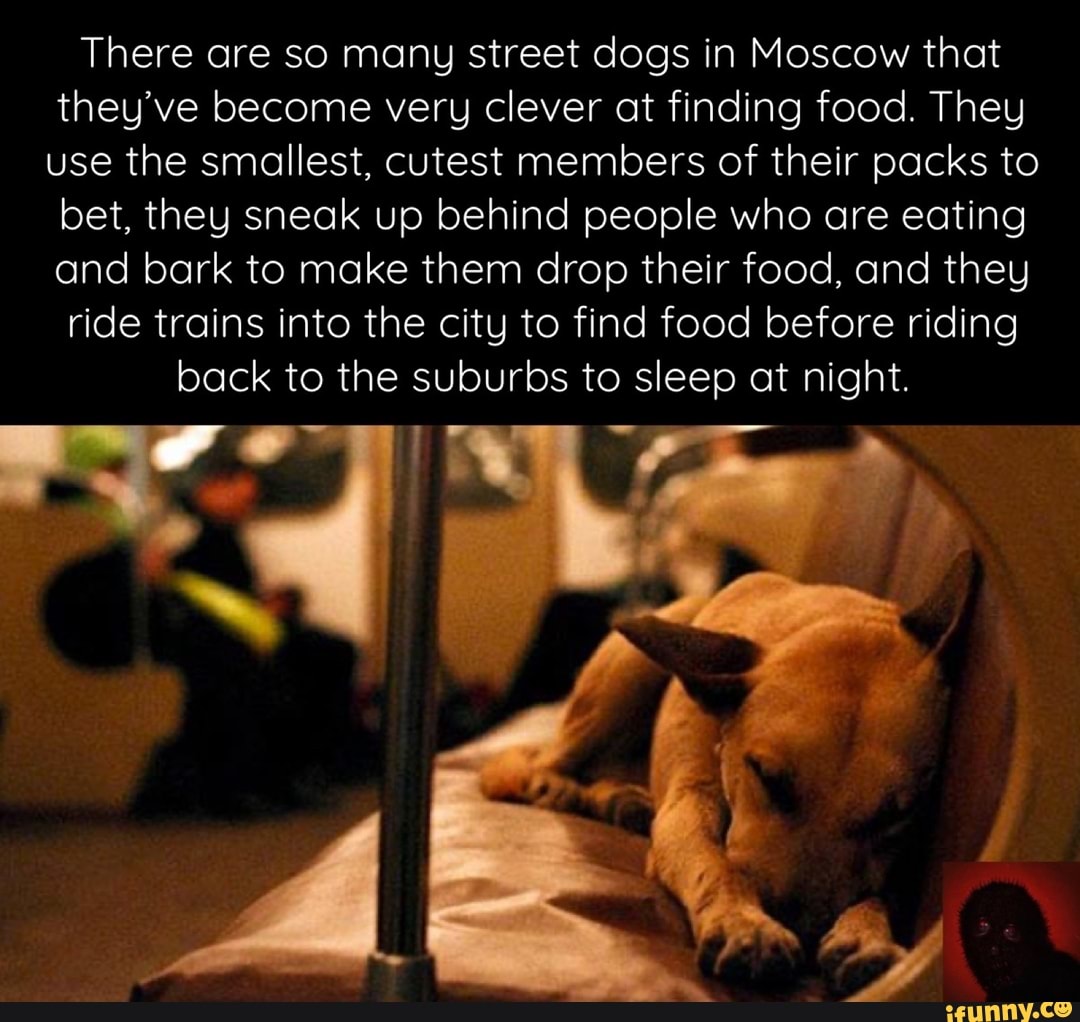 There are so many street dogs in Moscow that they've become very clever at finding food. They use the smallest, cutest members of their packs to bet, they sneak up behind people who are eating and bark to make them drop their food, and they
ride trains into the city to find food before riding
back to the suburbs to sleep at night.
iP