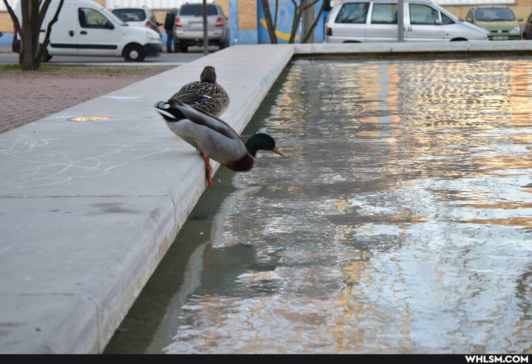 nikond3500, duck, swimming, water