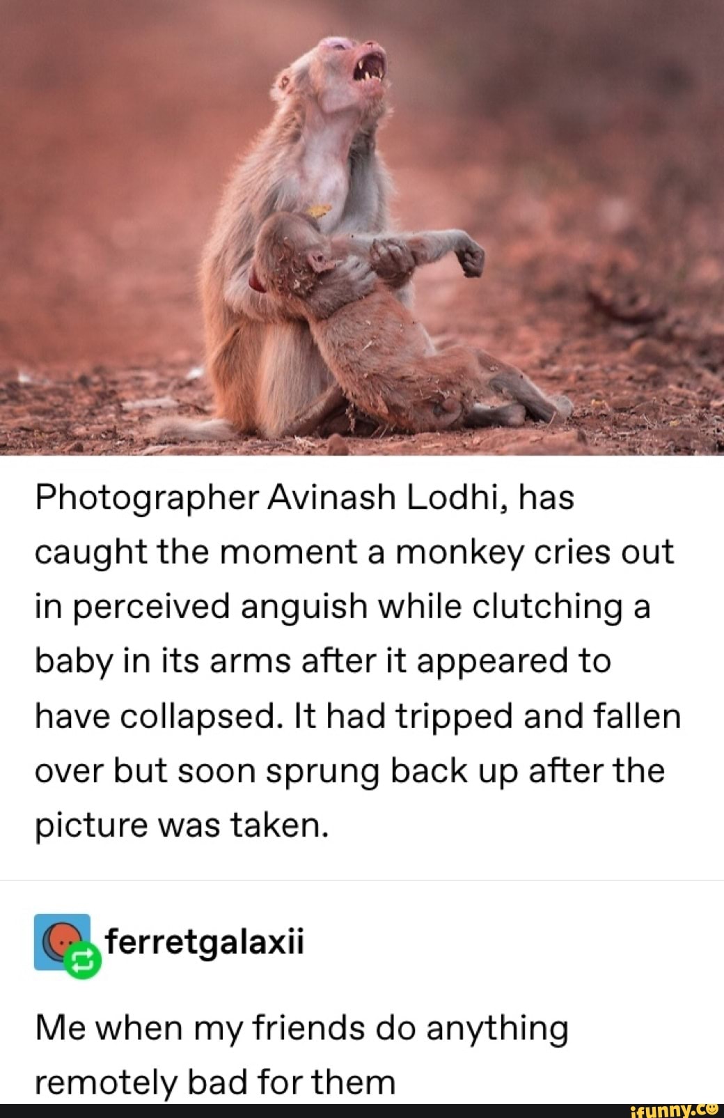 Photographer Avinash Lodhi, has
caught the moment a monkey cries out
in perceived anguish while clutching a
baby in its arms after it appeared to
have collapsed. It had tripped and fallen
over but soon sprung back up after the
picture was taken.
Me when my friends do anything
remotely bad for them
