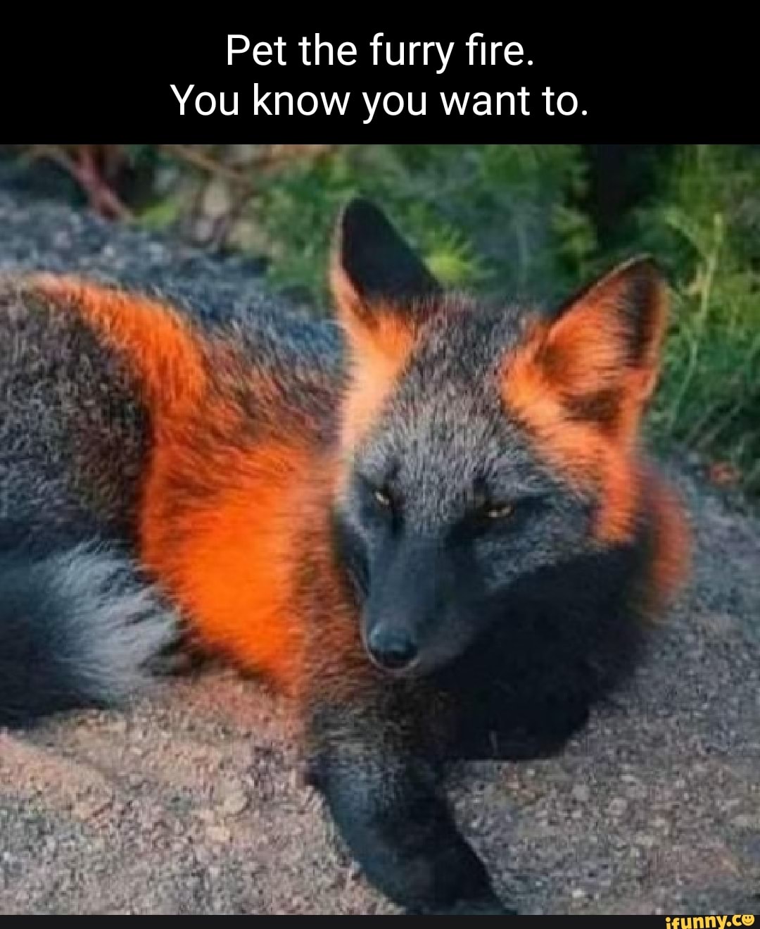 cross fox pet