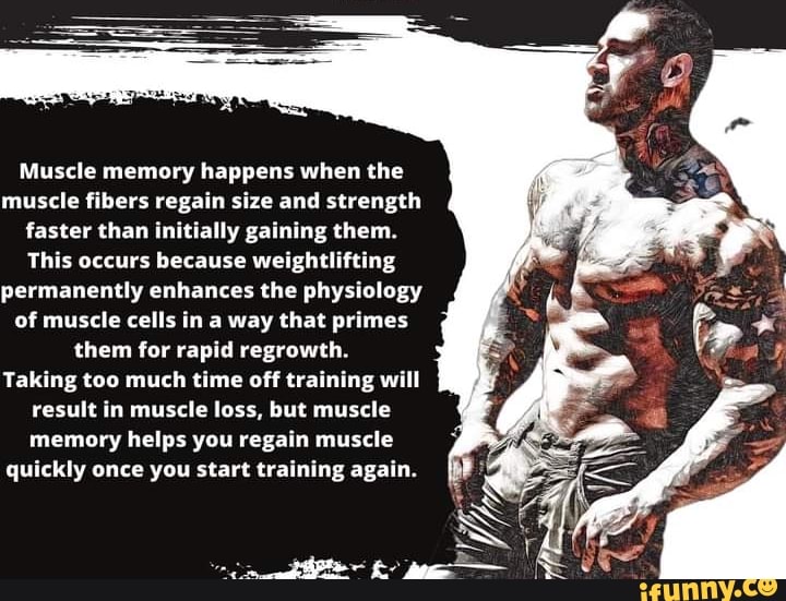 Muscle Memory Happens When The Muscle Fibers Regain Size And Strength Muscle Memory Happens When The Muscle Fibers Regain Size And Strength