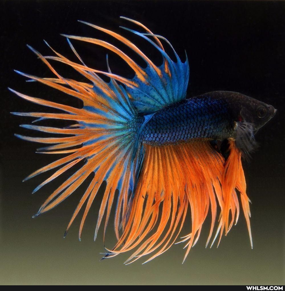mildly_interesting, amazing, wow, fish