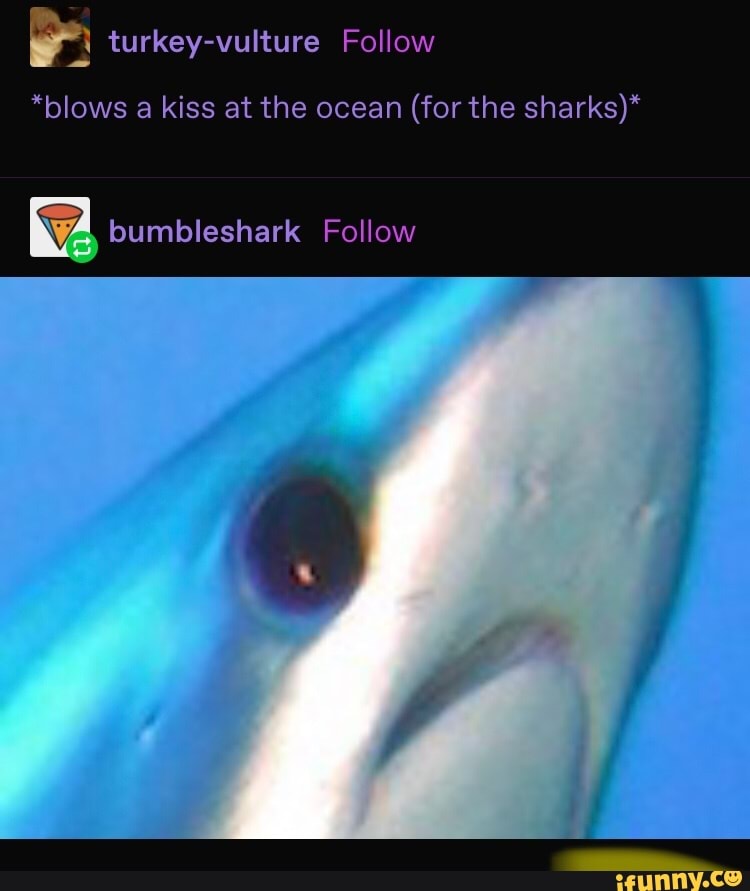 Turkeyvulture Follow *blows a kiss at the ocean (for the sharks