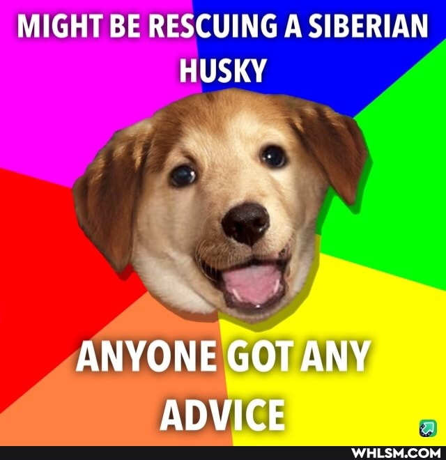 MIGHT BE RESCUING A SIBERIAN HUSKY
ANYONE GOT ANY ADVICE