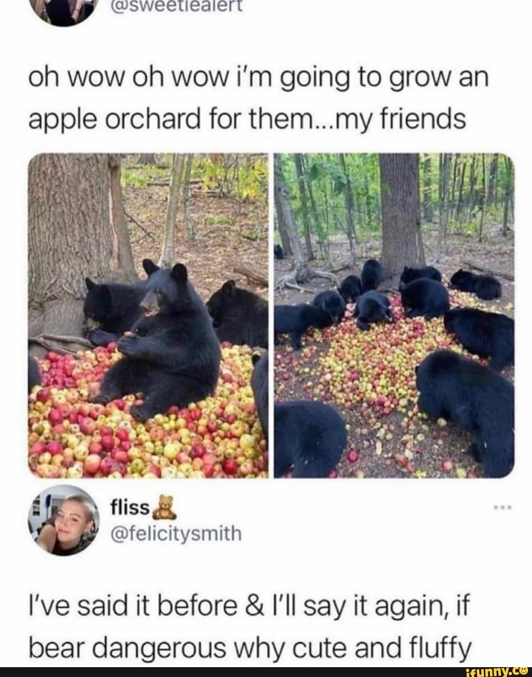 oh wow oh wow i'm going to grow an apple orchard for th em...my friends
'tan, Dae ww
@felicttysmith
I've said it before & I'll say it again, if bear dangerous why cute and fluffy