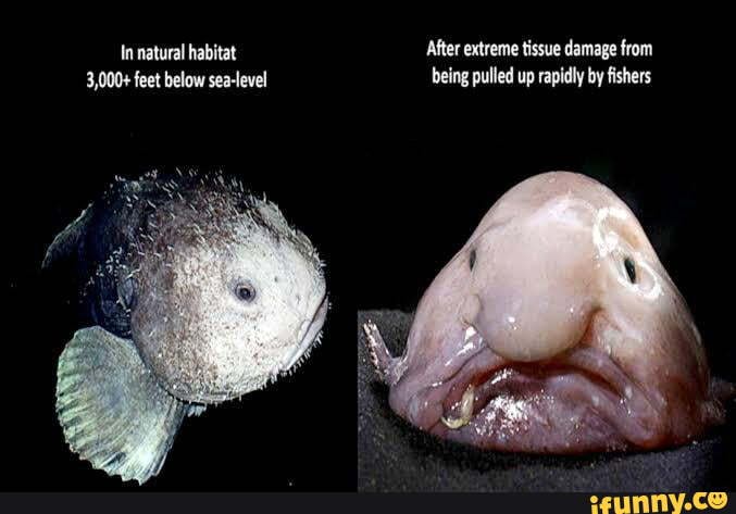 Meme dump no. 7. - In natural habitat After extreme tissue damage from  3,000+ feet below sea-level being pulled up rapidly by fishers How a  Blobfish (a Deep Sea Fish) Looks with