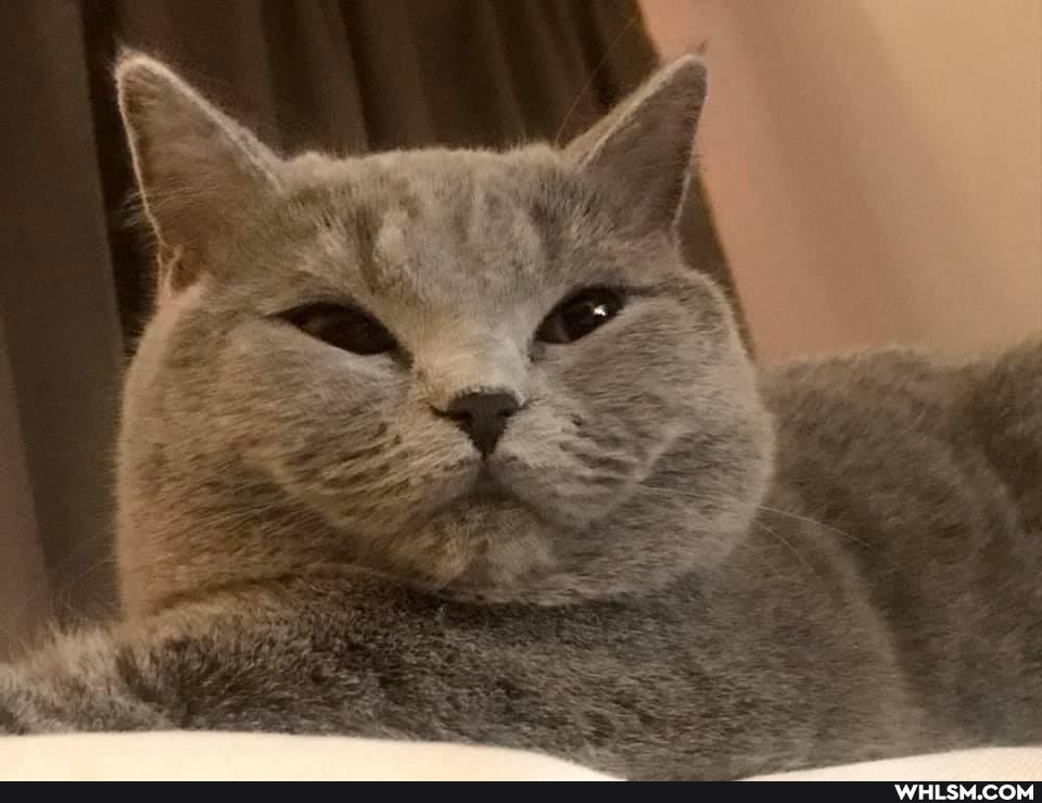 funny, cats, beautiful