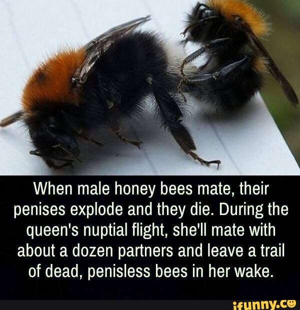 When male honey bees mate, their penises explode and they die. During ...