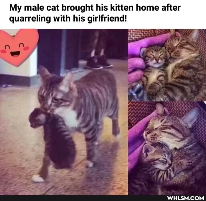 My male cat brought his kitten home after quarreling with his girlfriend!