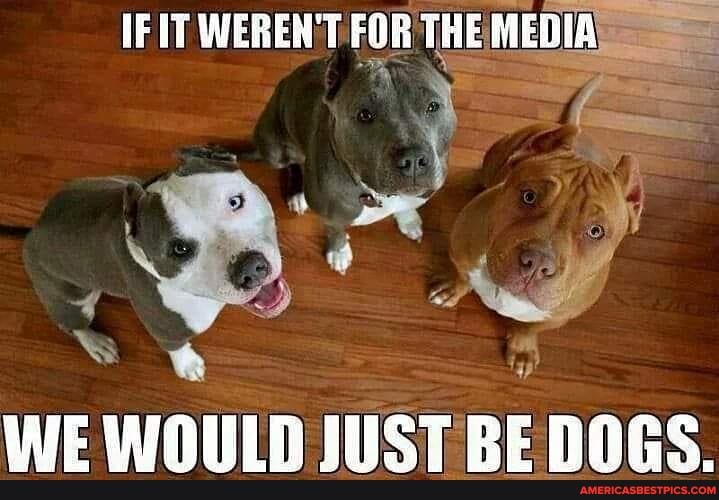 IF IT WERENT FOR THE MEDIA
WE WOULD JUST BE DOGS.