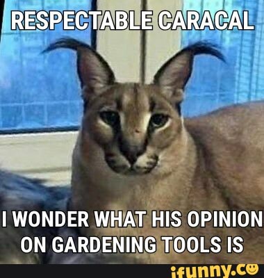 RESPECTABLE CARACAL
WONDER WHAT HIS OPINION ON GARDENING TOOLS IS
