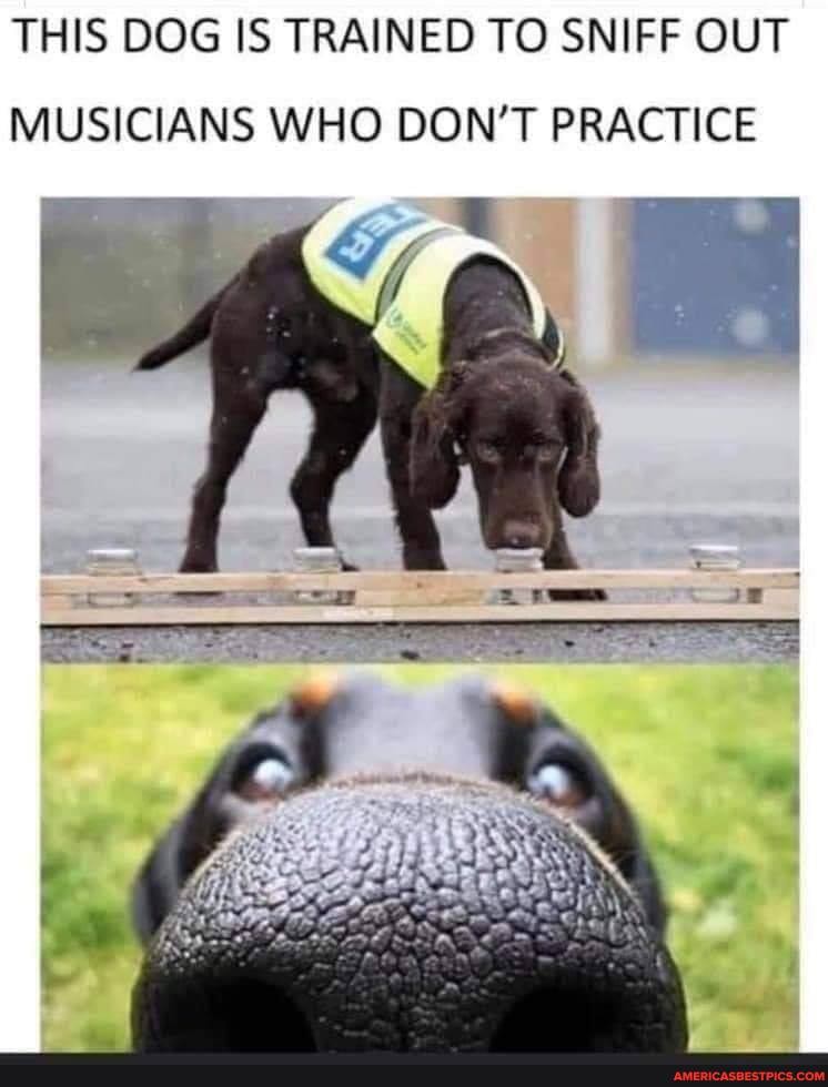 THIS DOG IS TRAINED TO SNIFF OUT MUSICIANS WHO DON'T PRACTICE
