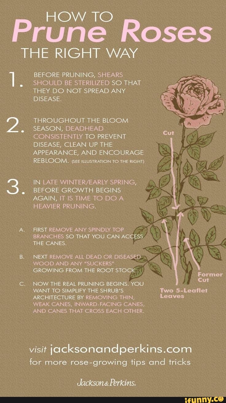 HOW TO Prune Roses THE RIGHT WAY BEFORE PRUNING, SHEARS .I SHOULD BE