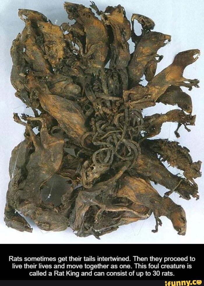 Rats sometimes get their tails intertwined. Then they proceed to live