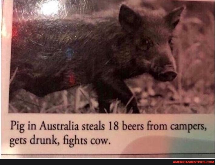 Pig in Australia steals 18 beers from campers, gets drunk, fights cow.